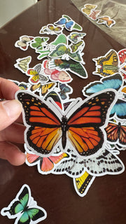 Orange butterfly PVC sticker held above assorted butterfly stickers
